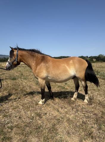 Poney oc 13 ans - isabelle (taille d - 1.46m) 