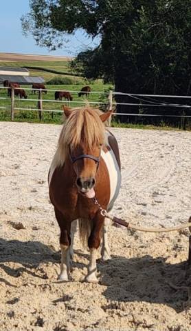 Poney onc 10 ans