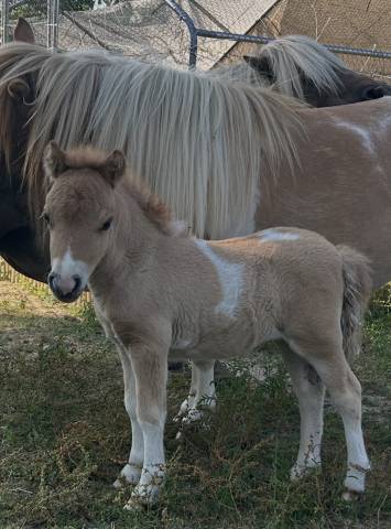 Jument mini shetland qualité concours