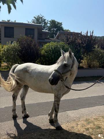 Poney connemara