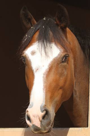 Poney à vendre 