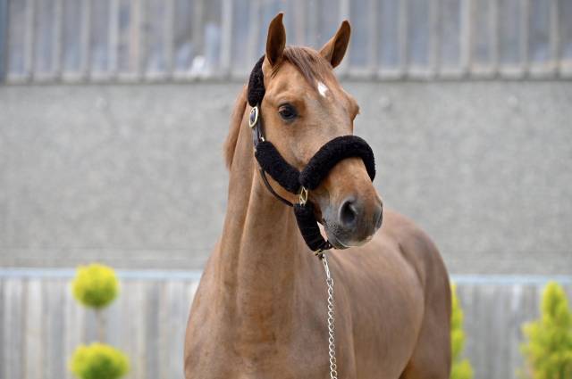 Hongre zangersheide 5ans