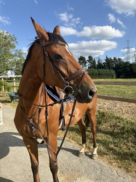 Très jolie jument selle français 14 ans 