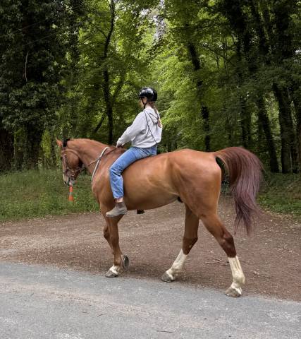 à vendre cause étude 
