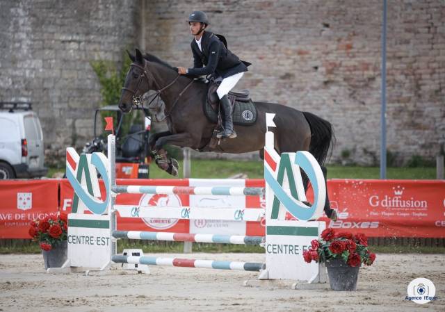 A vendre hongre anglo-europ sport horse