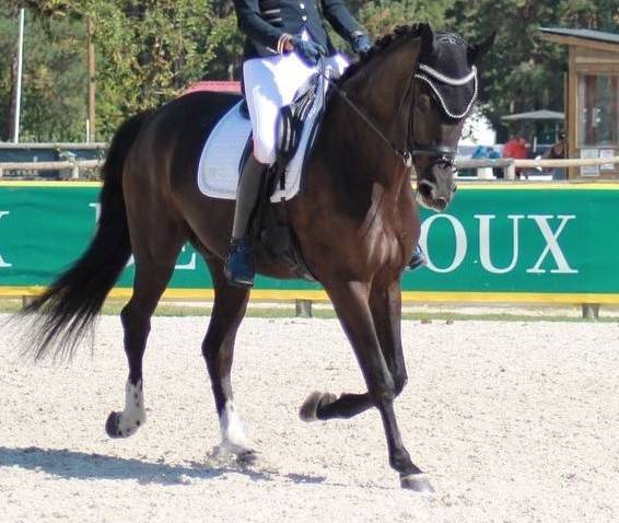 Secret x charmeur cheval dressage