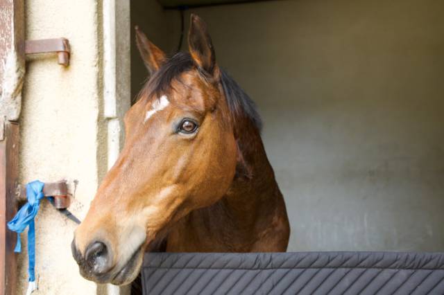 Hongre 14 ans polyvalent 