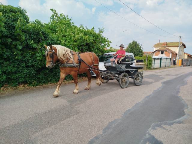 Martin, cheval hongre comtois