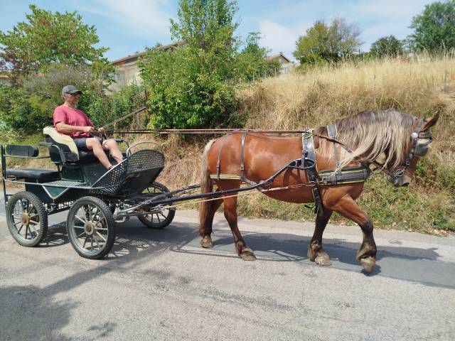 Lutesse, jument comtoise