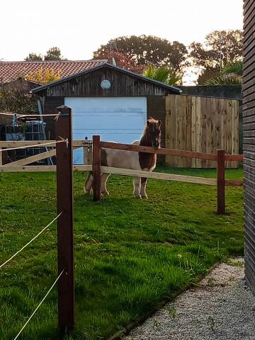 Poney shetland