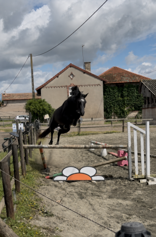 Hongre sf 3 ans