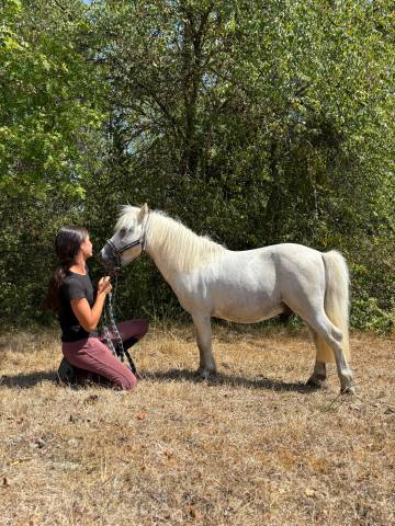 Gentil poney shetland