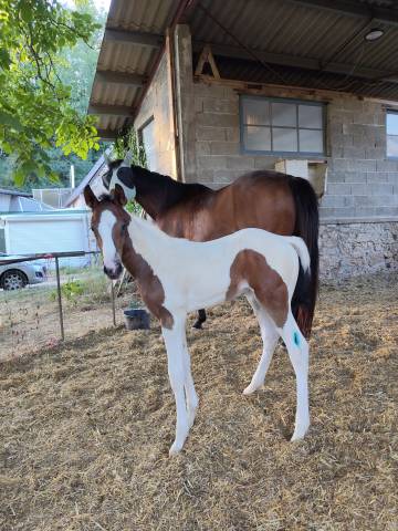 Poulain pie sf x aa