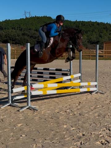 Poney d à vendre 