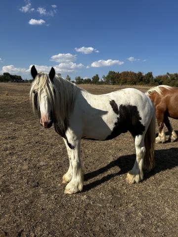 Irish cob – hongre – 5 ans – en
