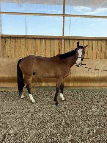 Lucifer des lilas hongre 5ans 