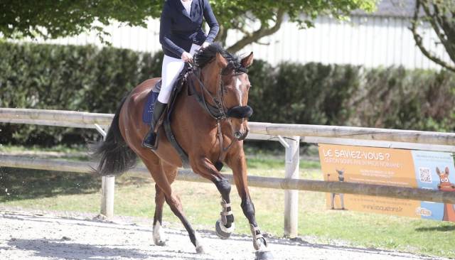 Hongre 7 ans sf normandie