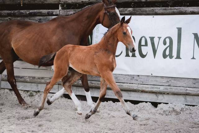Magnifique foal par cashpaid j&f