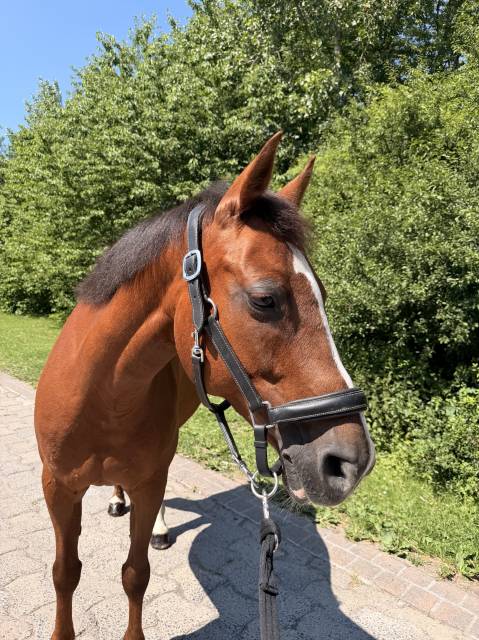 à vendre ponette de 11 ans