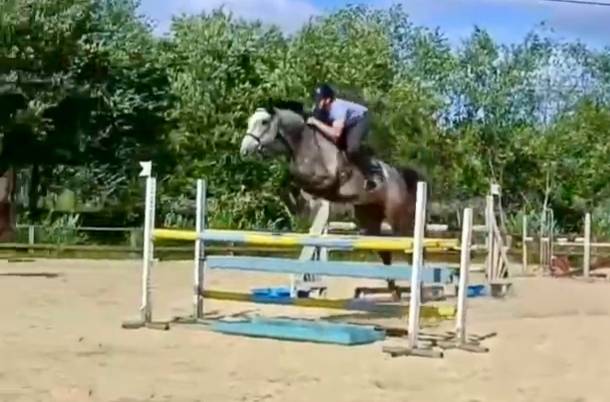 Hongre de 6ans cso 