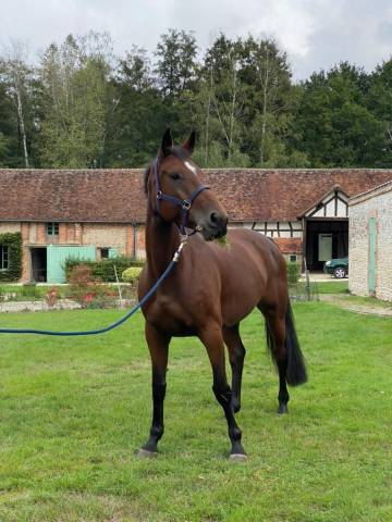 Jument sf 11 ans pour amateur elite