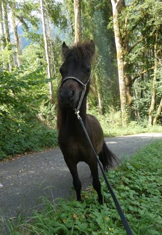 Cheval miniature américain