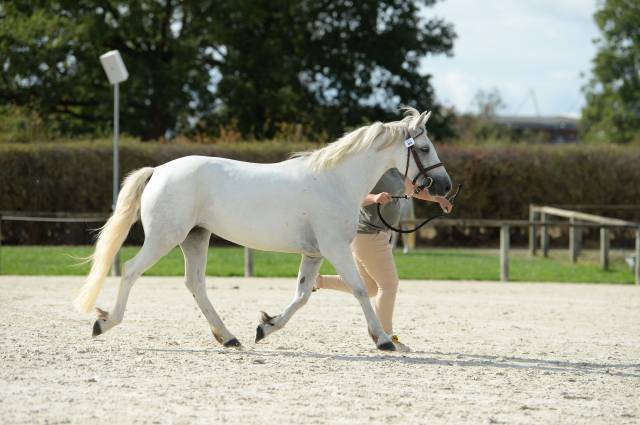 Ponette qualiteuse 6 ans