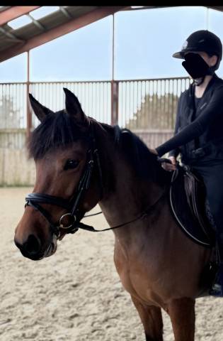 Ponette d à vendre 