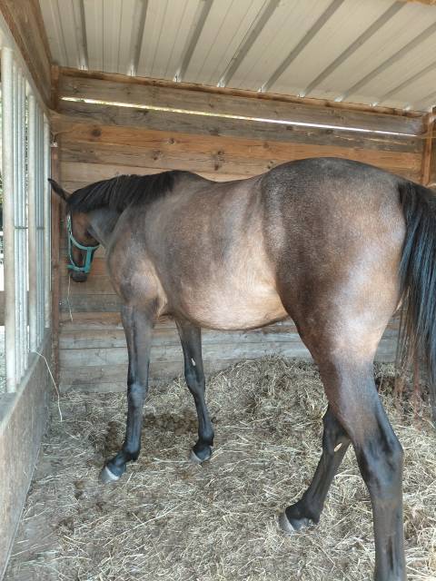 Pouliche sf de 2 ans 