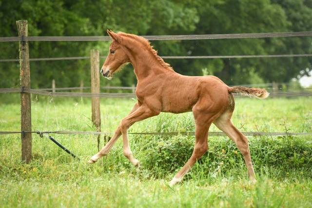 Qourège grez neuville foal de dressage