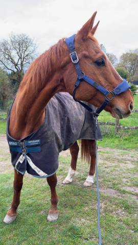 Cheval de loisirs à vendre 