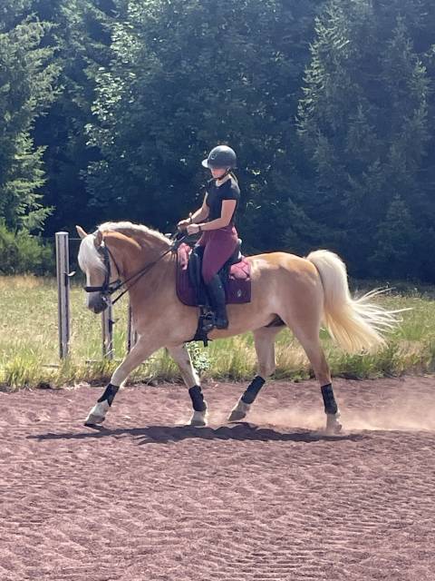 Poneys à louer
