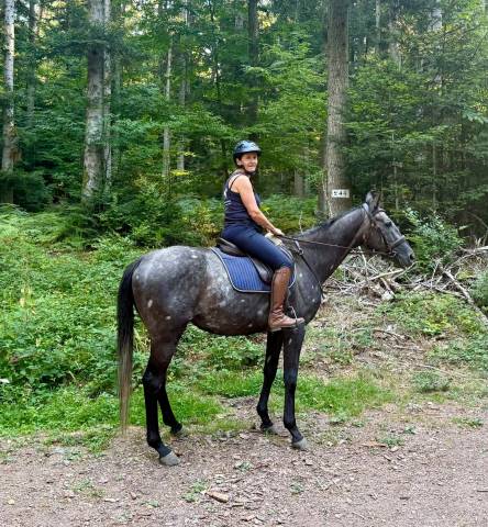 Adorable cheval gris polyvalent de 5 ans