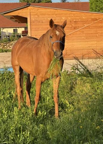 Poulinière arabe 6 ans