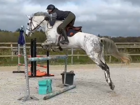 Hongre zangersheide cso ou dressage