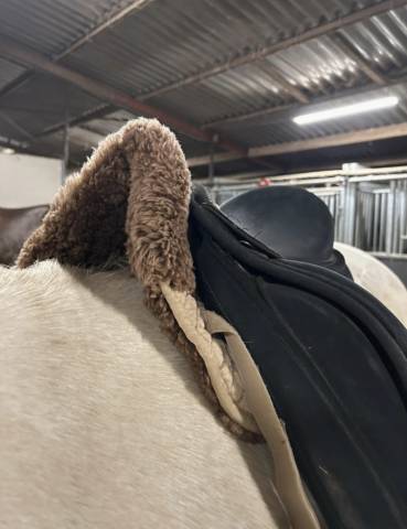 Selle Isabell Werth dressage