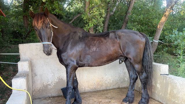 Vente frison hongre