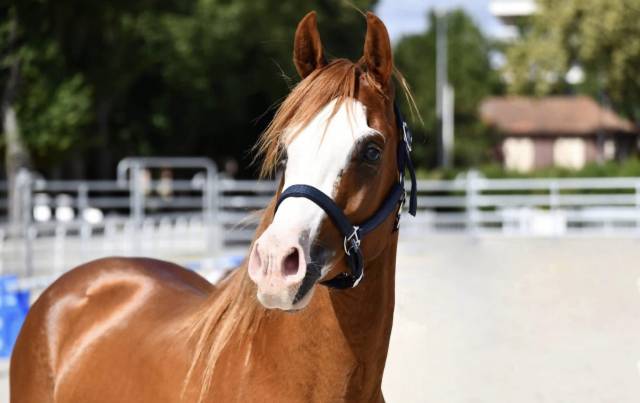 Cheval en demi pension 