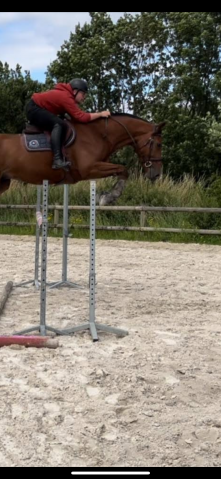  gallion d’or, selle français de 12 ans 