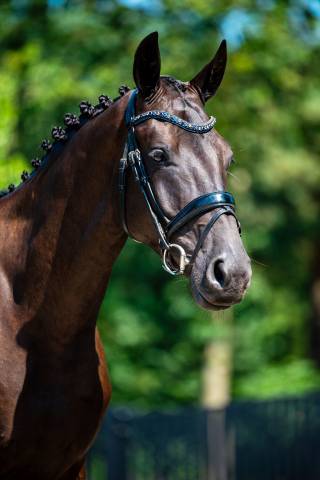 Magnifique hongre de 4ans expérience concours