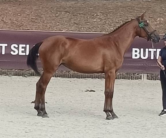 Belle jument 2 ans