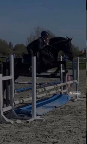 Frappa , 11 ans  (2015 ), de race aqps 