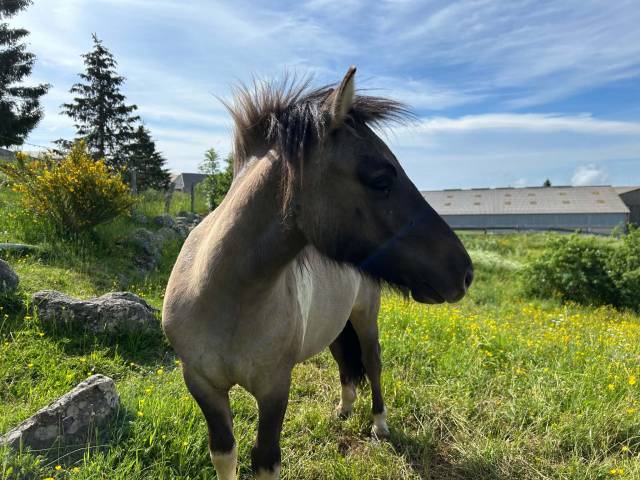 Poney shetland 1 an