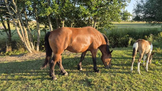 Hongre cob normand de 3 ans
