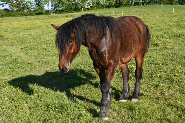 Hongre croisé cob normand trait belge de 3 ans