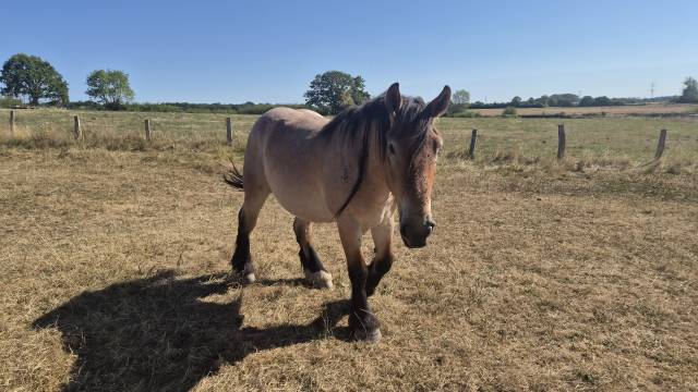 Hongre trait belge de 3 ans