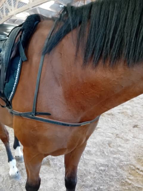Collier de chasse