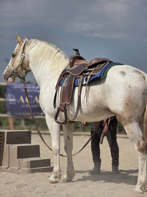 Cheval western randonnée 