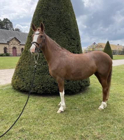 Ponette de 7 ans