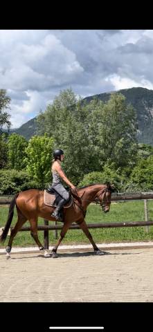 ? mistral – hongre aqps – 4 ans